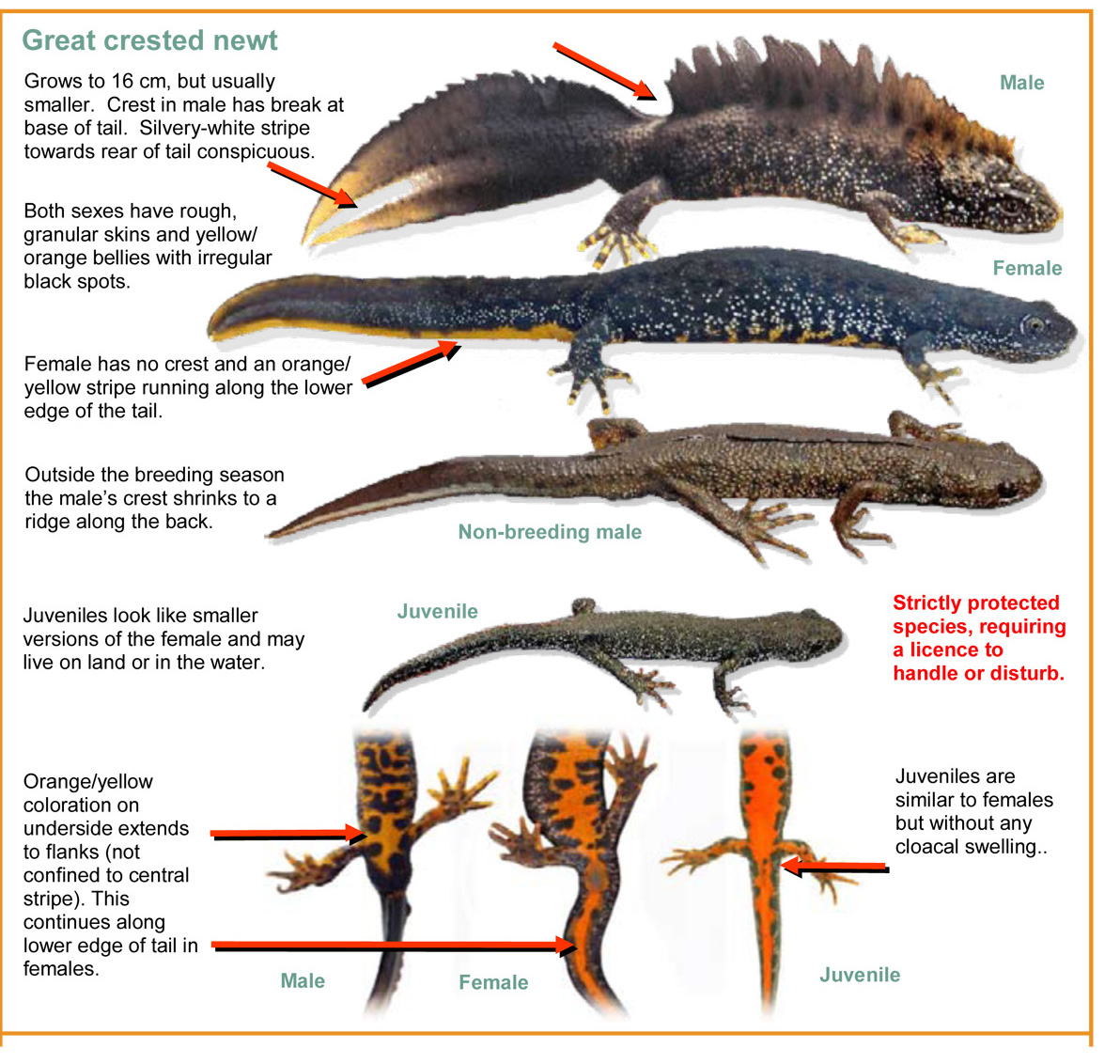 crested newt