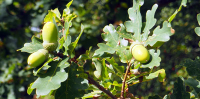 acorns