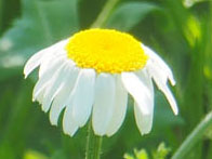 cow-wheat