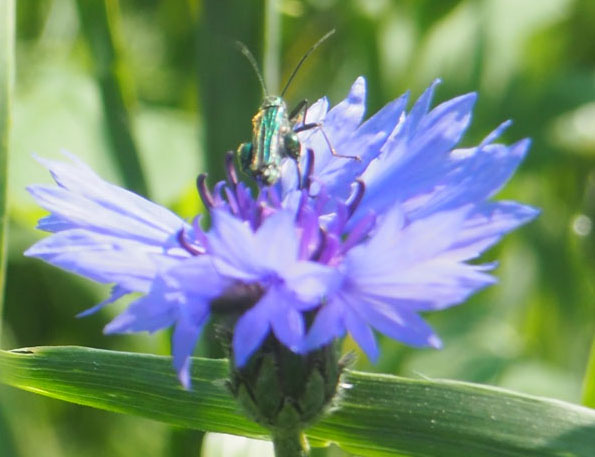 cornflower beetle