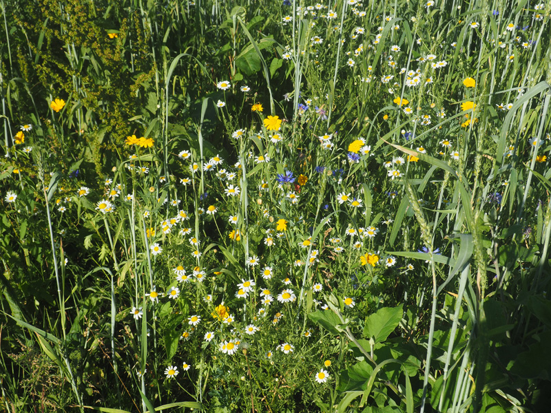 corn flower mix