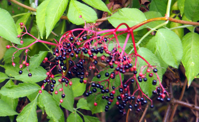 elderberry