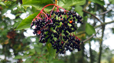 Elderflower