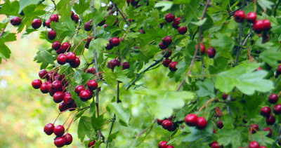haws