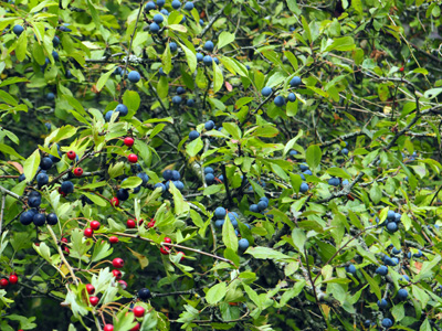 sloes