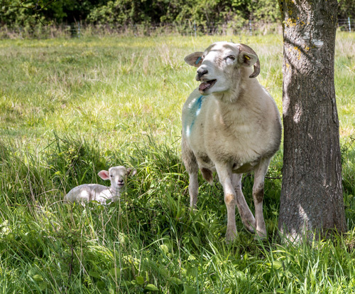 llaughing sheep