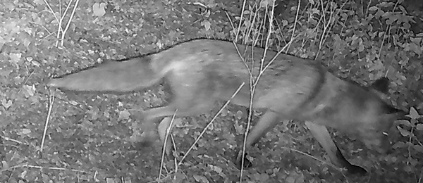 fox
