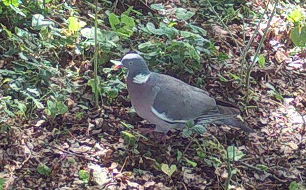pigeon