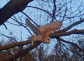 BARN OWL