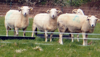 5 ewes