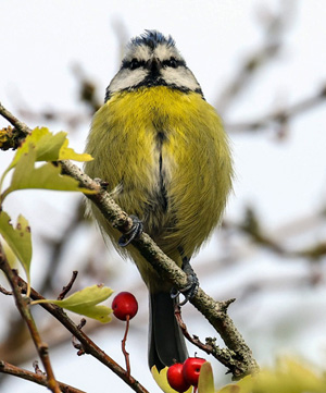 bluetit