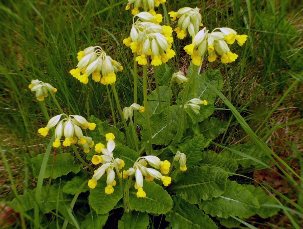 cowslips
