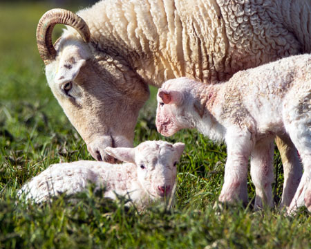 sheep=lambs