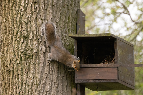 squirrel