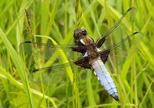 dragonfly