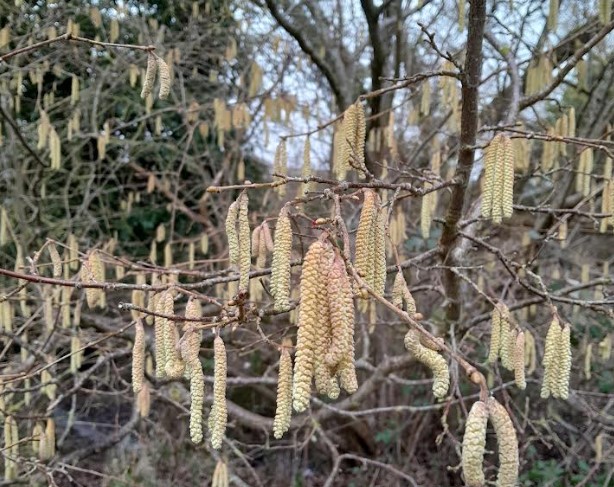 Catkins