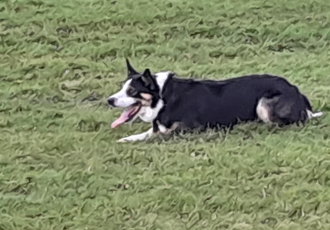 Sheep-dog