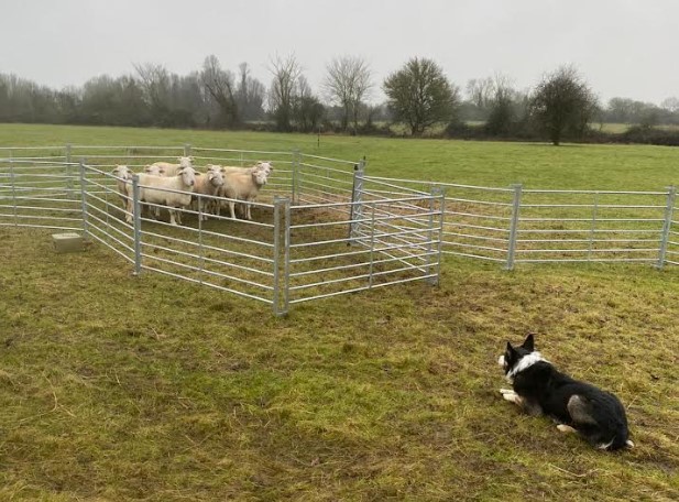 Sheep-dog