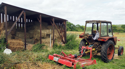 hay