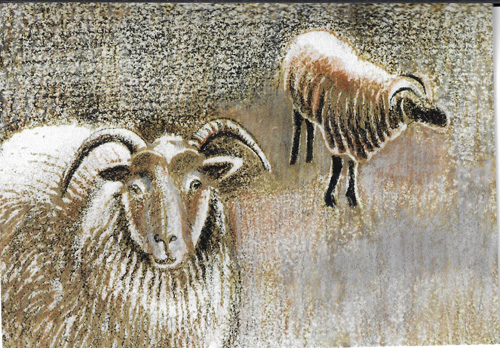 sheep-card-1