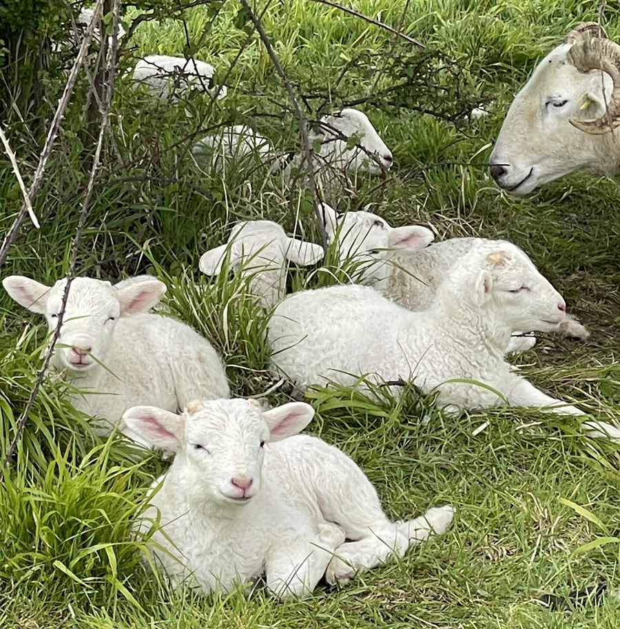 Noakes Grove Lambs