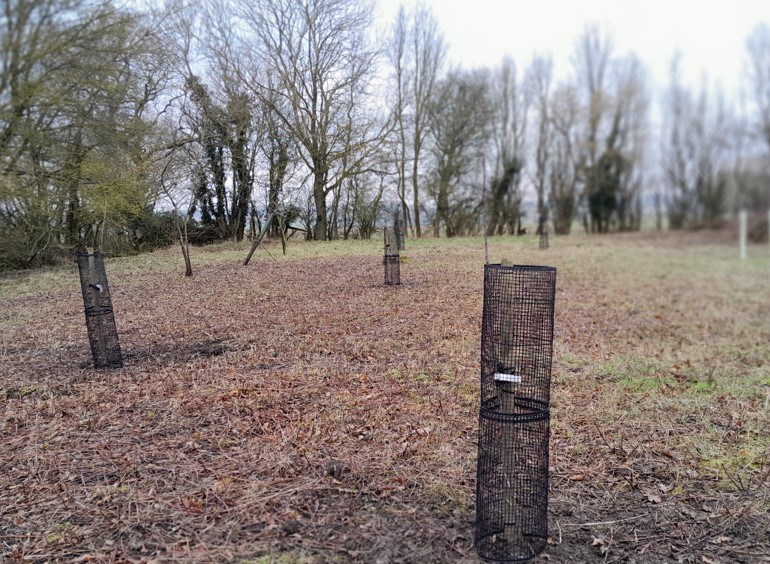 Plum trees
