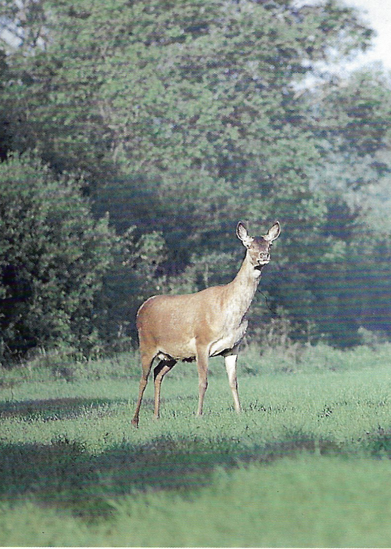 Red Deer Bendysh
