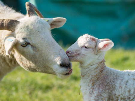 lamb-kissing-mum