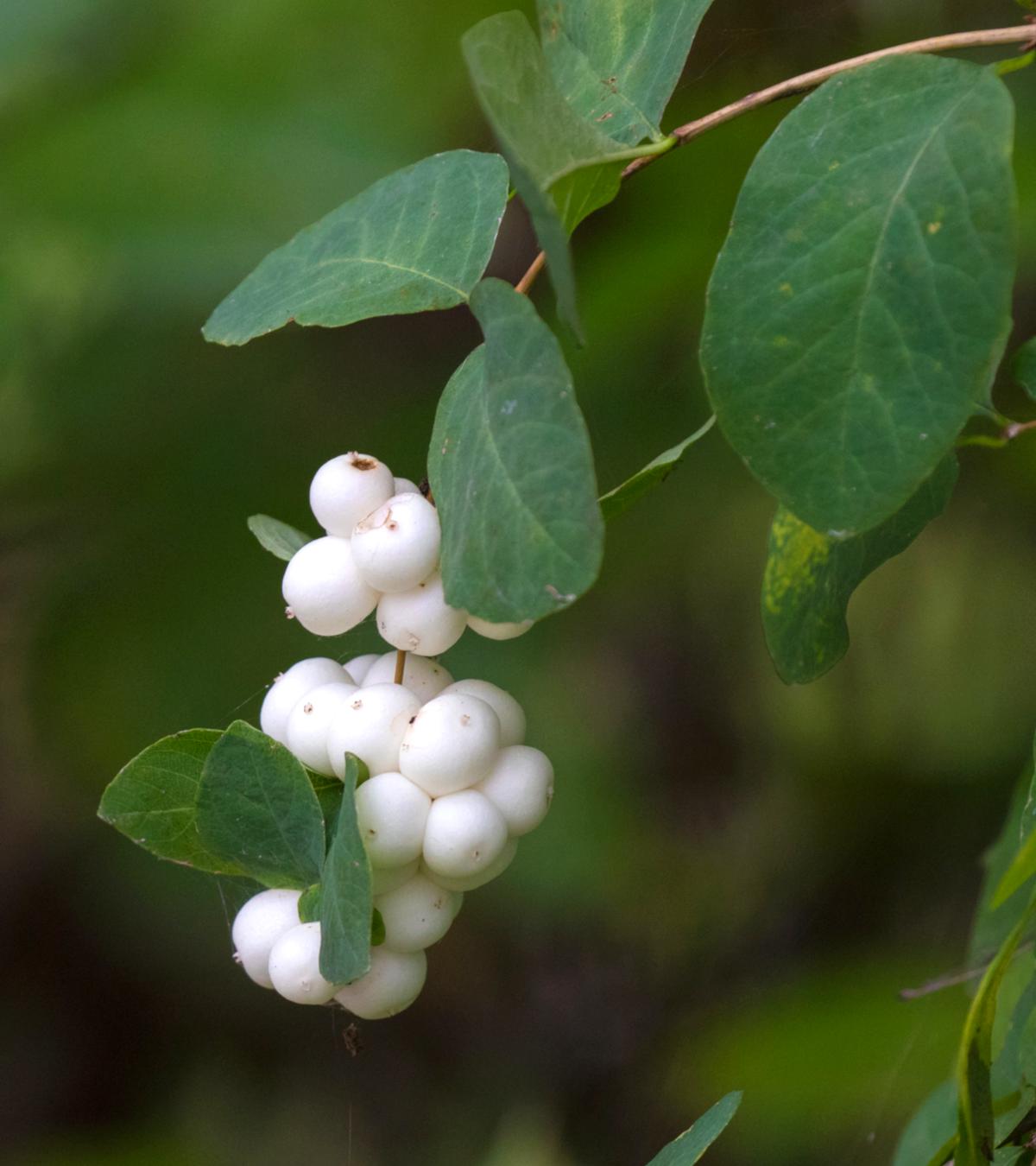 snowberry
