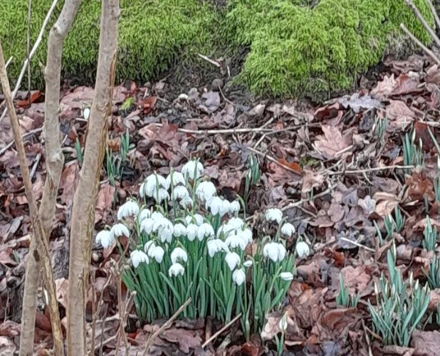 Snowdrops